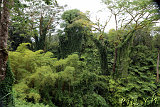 Akaka Falls