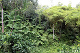 Akaka Falls