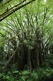 Akaka Falls