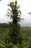 Akaka Falls