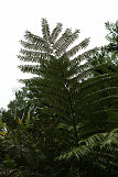 Akaka Falls