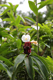 Akaka Falls