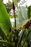 Akaka Falls