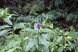 Akaka Falls