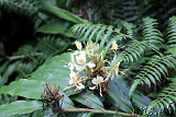 Akaka Falls