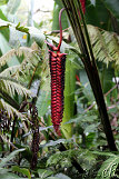 Akaka Falls