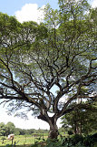 Waipio-Beach