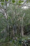 Waipio-Beach