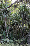 Waipio-Beach
