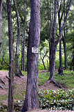 Waipio-Beach