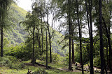 Waipio-Beach