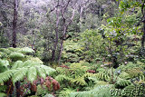 Thurston Lava Tube (Nahuku) - Volcano Park