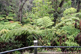 Thurston Lava Tube (Nahuku) - Volcano Park