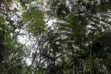 Thurston Lava Tube (Nahuku) - Volcano Park