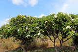 Big Island Flowers