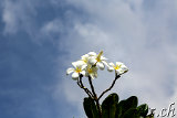 Big Island Flowers