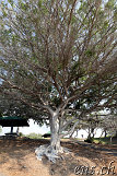 Hapuna Beach State Park
