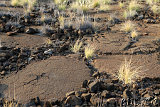 Waikoloa Beach Park Petroglyphs