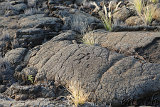 Waikoloa Beach Park Petroglyphs