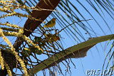 Pu`uhonua O Honaunau-Historical-Park