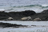 Hawaiian Green See Turtles (Honu) @ Puako